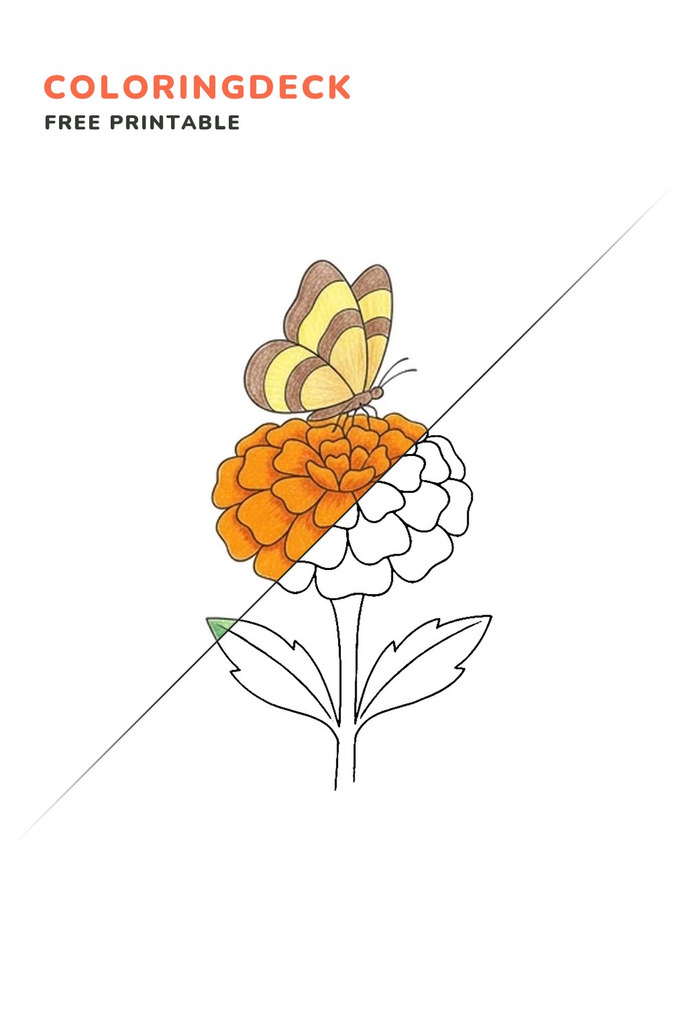 Marigold Wing Rest coloring page, free printable: half colored, half outline