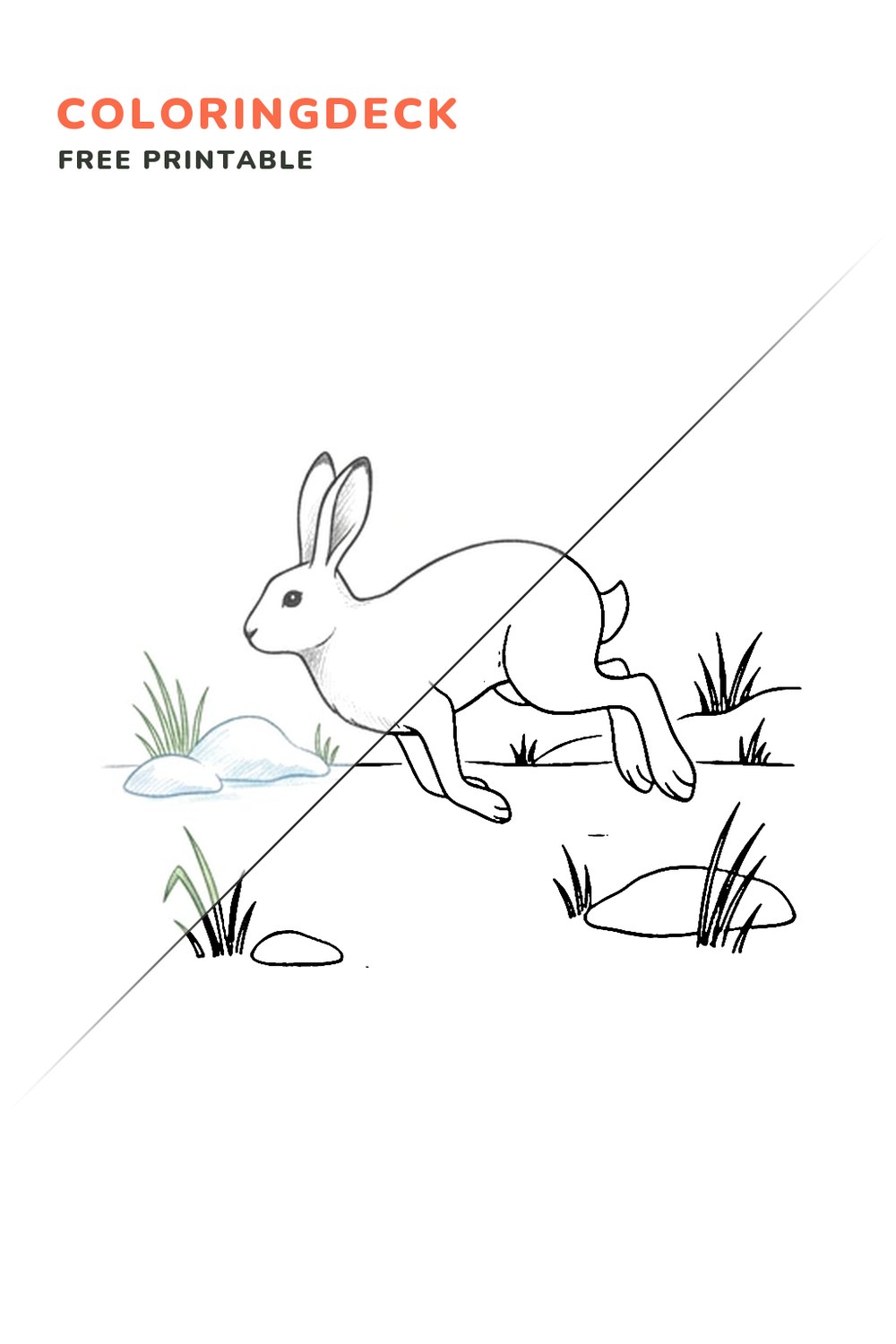 Arctic Hare Hop coloring page, free printable: half colored, half outline