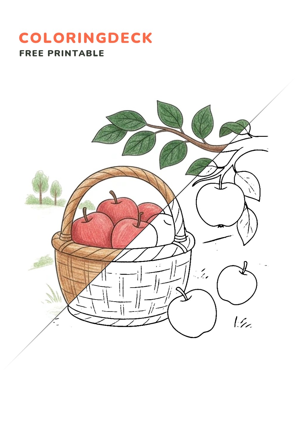 Apple Orchard Basket coloring page, free printable: half colored, half outline