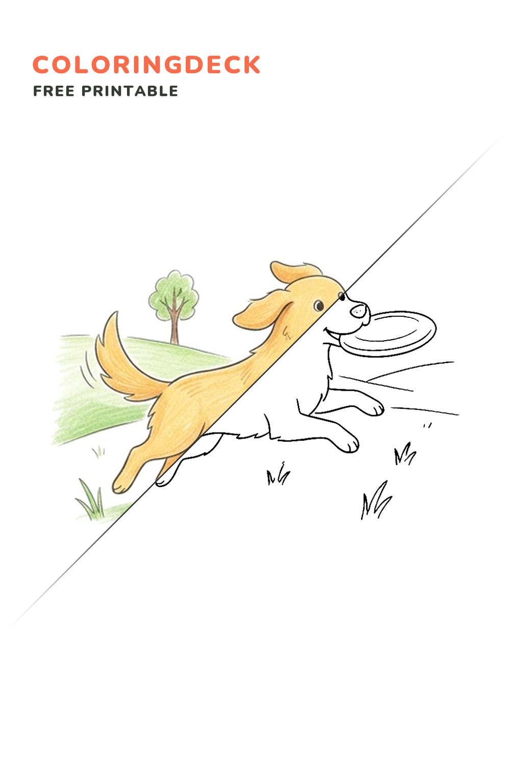 Golden Retriever Frisbee coloring page, free printable: half colored, half outline