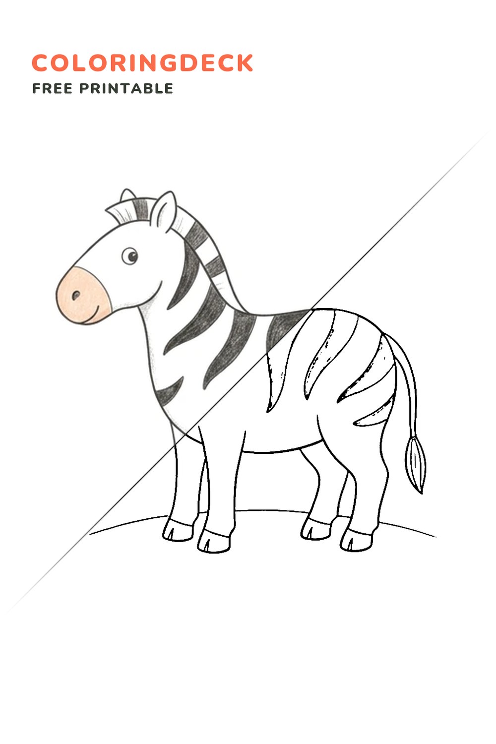 Big Zebra Stand coloring page, free printable: half colored, half outline
