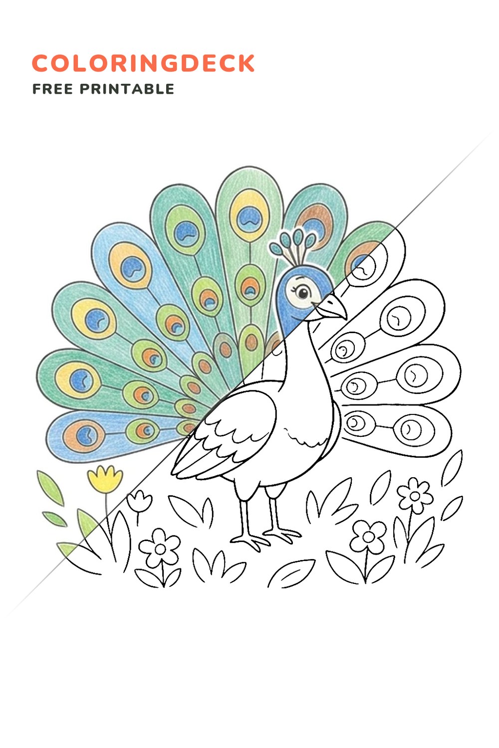 Peacock Feather Display coloring page, free printable: half colored, half outline