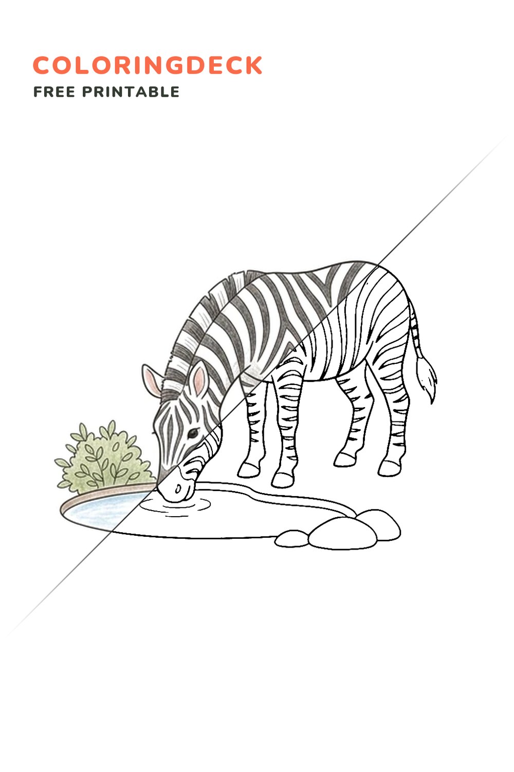 Zebra Watering Spot coloring page, free printable: half colored, half outline
