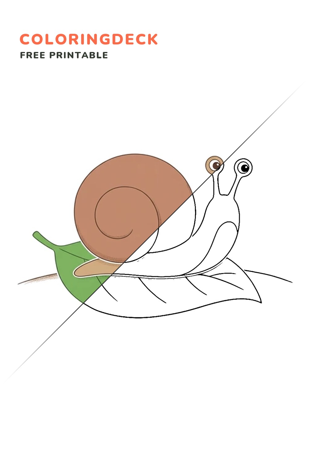 Big Garden Snail coloring page, free printable: half colored, half outline