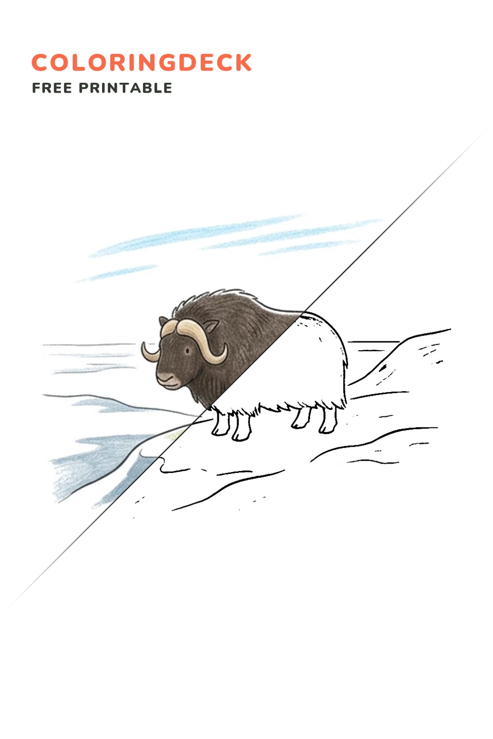 Musk Ox Ridge coloring page, free printable: half colored, half outline